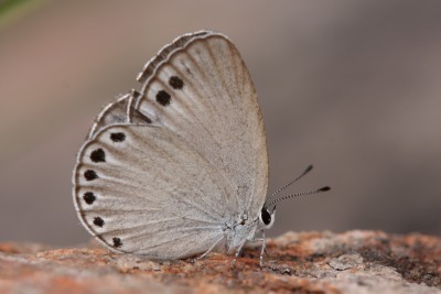 Nesolycaena urumelia