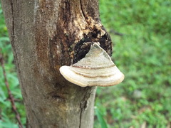 Polyporales