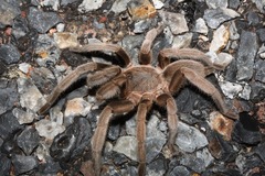 Selenocosmiinae