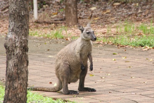 Woodward s Wallaroo