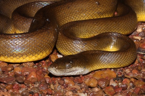 Water Python