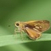 Yellow Swift - Photo (c) dhfischer, some rights reserved (CC BY-NC), uploaded by dhfischer