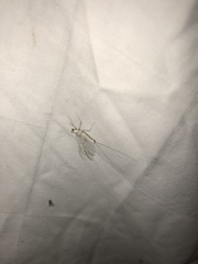 Maccaffertium modestum