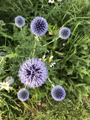 Echinops ritro