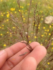Melica californica