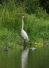 Ardea alba melanorhynchos