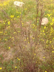 Melica californica