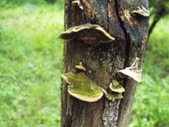 Polyporales