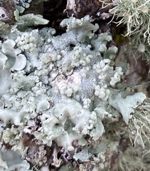 Crespoa crozalsiana