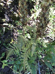Pedicularis bracteosa