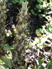 Pedicularis bracteosa