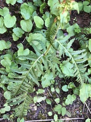 Pedicularis bracteosa