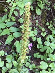 Pedicularis bracteosa