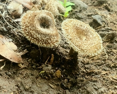 Lentinus berteroi