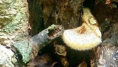 Lentinus berteroi