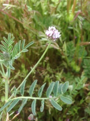 Astragalus didymocarpus