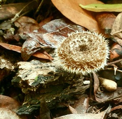 Lentinus berteroi