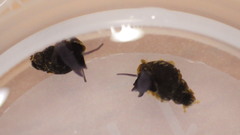 Fontigens nickliniana