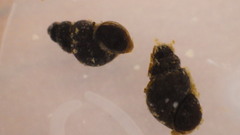 Fontigens nickliniana