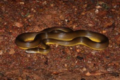 Liasis fuscus