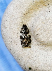 Acleris variana
