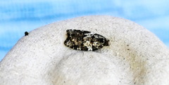 Acleris variana