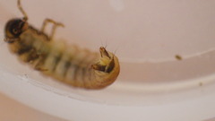 Glossosoma nigrior