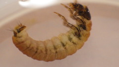 Glossosoma nigrior