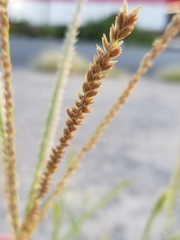 Eleusine indica