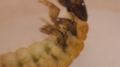 Glossosoma nigrior