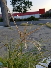 Eleusine indica