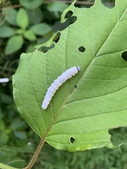 Macremphytus tarsatus