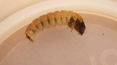 Glossosoma nigrior