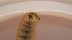 Glossosoma nigrior