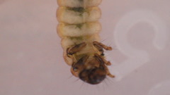 Glossosoma nigrior