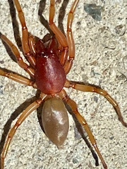 Dysdera crocata