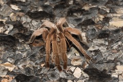 Selenocosmiinae