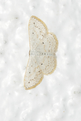 Idaea tacturata