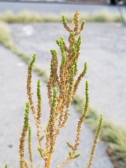 Amaranthus