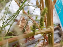 Amaranthus