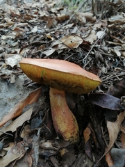 Boletus fairchildianus