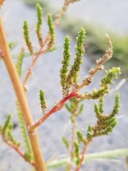 Amaranthus