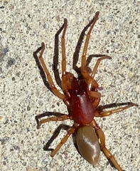Dysdera crocata