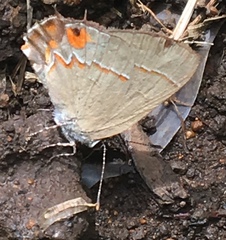 Electrostrymon hugon