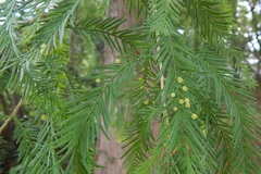 Taxodiomyia