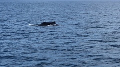 Globicephala