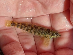 Etheostoma lynceum
