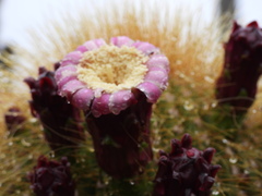 Cephalocereus polylophus