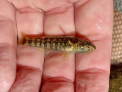 Etheostoma lynceum
