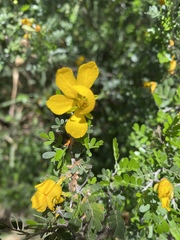 Chamaecrista greggii